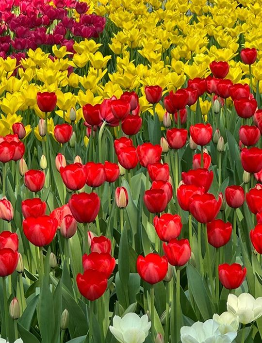 北京春色｜中山公園鬱金香花香