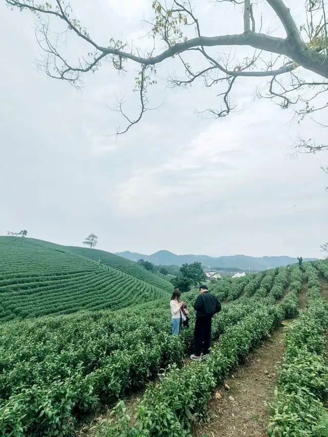 Anji White Tea Viewing Platform, where the beauty of tea plantations and mountains meet