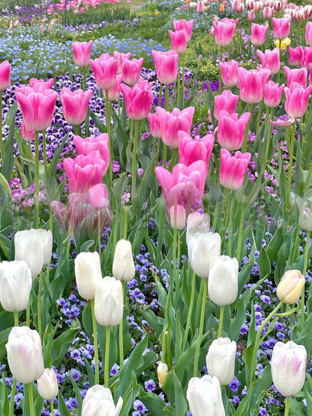 合肥｜趁著陽光正好春遊花世界享受愉快週末