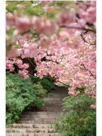 青山公園的晚櫻已經 next level