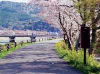 Sakura Alley In Minamata