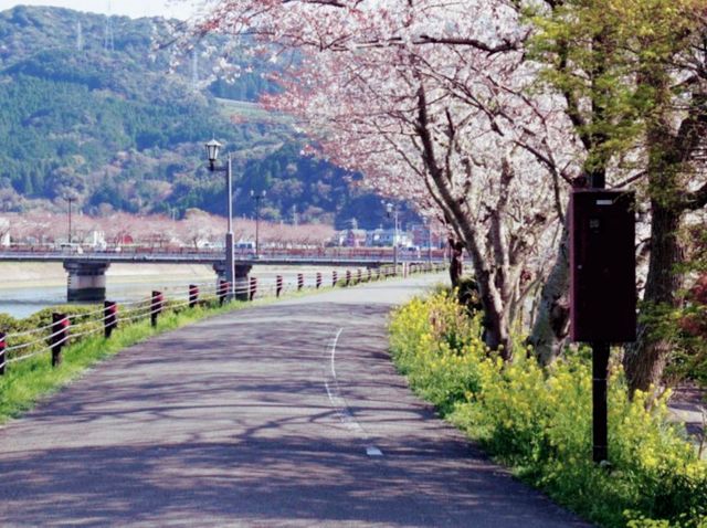 Sakura Alley In Minamata