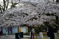 青島中山公園邀您來賞櫻花