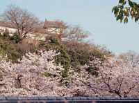 Garden Sakura