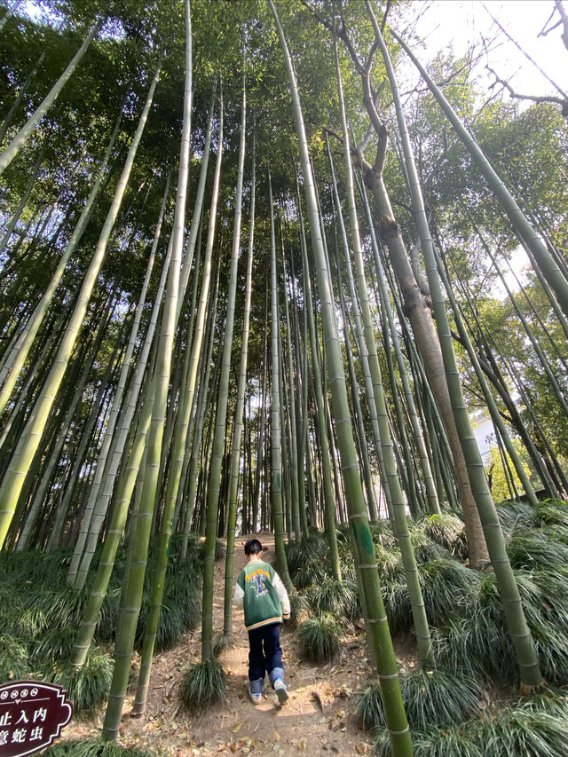 南園的春天｜0歲的朴樹與年輕的竹林