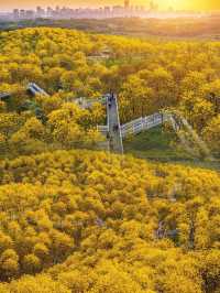 南寧｜青秀山風鈴谷滿山遍野的花都盛開了