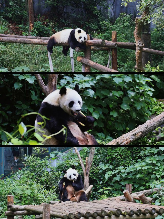 南京|這裡就是動物們的歡樂世界啊！