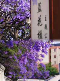 還要去澳洲？夢幻而浪漫的藍花楹國內就有