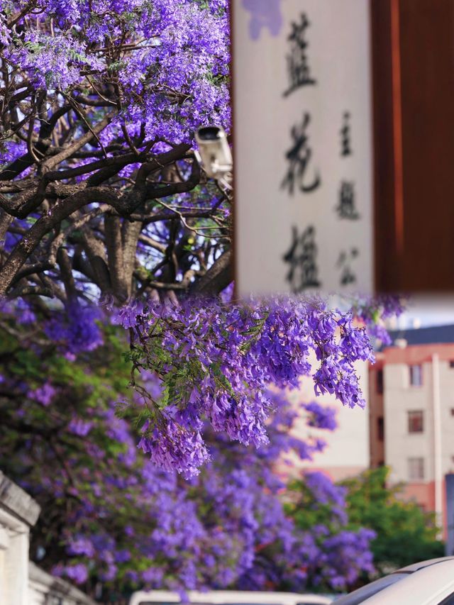 還要去澳洲？夢幻而浪漫的藍花楹國內就有