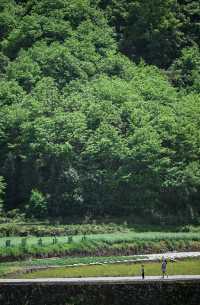 這個小眾又好看的陝南小村子去山野裡避暑