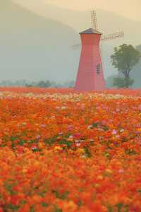 杭州花海 →來銅鑑湖看一場花海落日吧