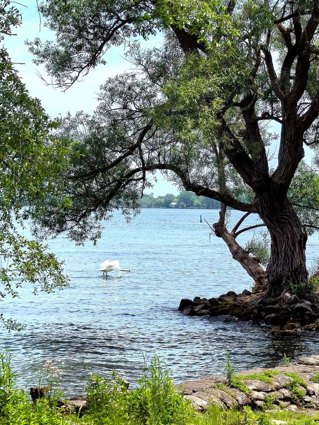 湖心島公園：這絕美的城市天際線，比紐約曼哈頓也不遑多讓
