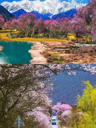 Those who understand Tibet will definitely not miss the autumn in Nyingchi