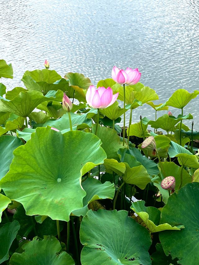 大觀樓–五百里滇池奔來眼底，遊園似誤入藕花深處