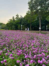 在佛山市區我找到了隱藏起來的花海公園