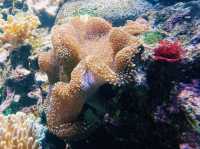 Embracing The Ocean World