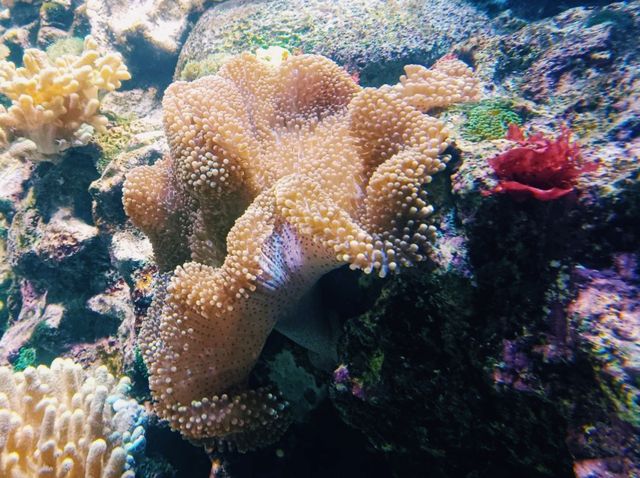 Embracing The Ocean World