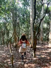 深圳梅林山郊野徑3小時徒步攻略
