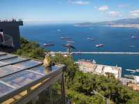 Come see the Apes of Gibraltar!