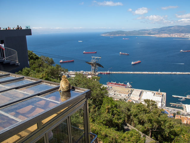 Come see the Apes of Gibraltar!