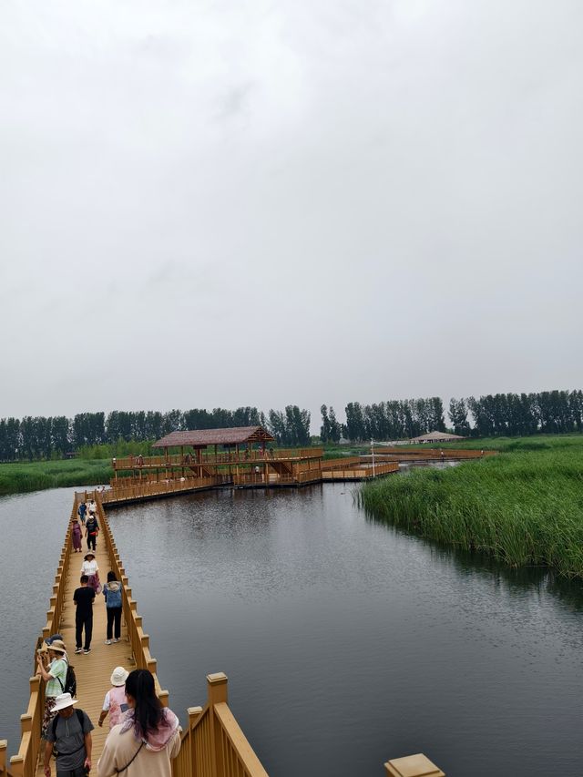 白洋淀十里長廊（河北省保定市，5A級景區）。