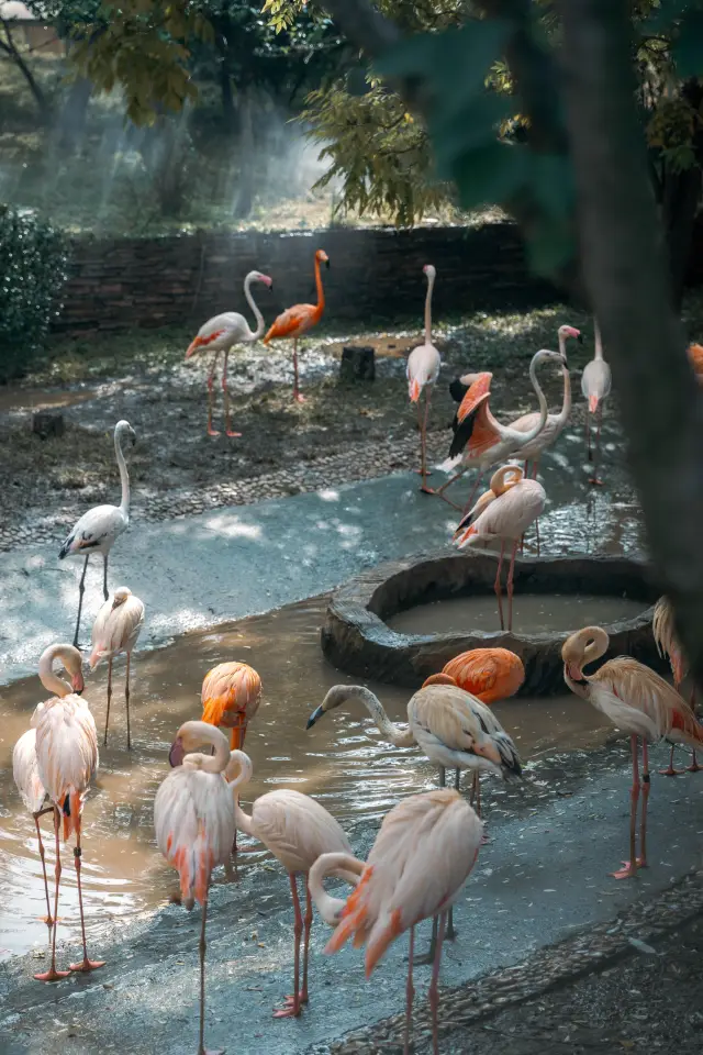 大連森林動物園最詳細遊覽路線攻略請收好。