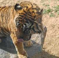 濟南野生動物世界｜與大自然的奇妙約會。