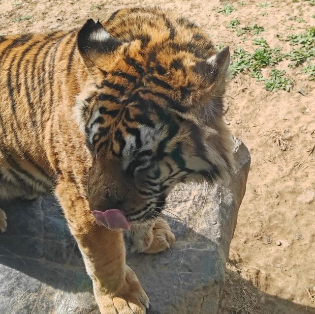 濟南野生動物世界｜與大自然的奇妙約會。