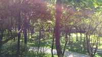 深圳向日葵公園·青綠&清幽。