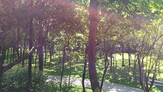 深圳向日葵公園·青綠&清幽。
