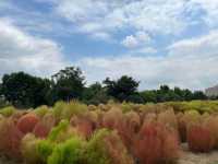 寧波~植物園~花開彼岸,一落千年。