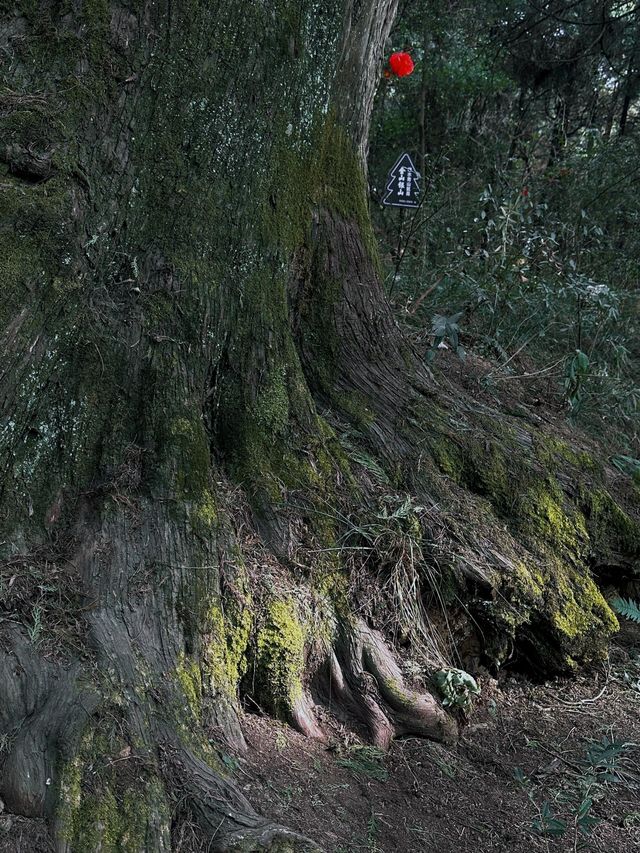 廣元劍閣翠雲廊｜揭秘古蜀道的神秘力量。