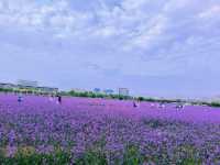 甘肅省金昌市｜紫金花海｜散落在西北戈壁的莫奈花園。