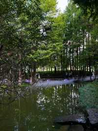 寧波日湖公園丨迷霧森林。