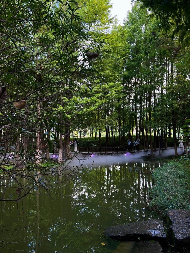 寧波日湖公園丨迷霧森林。