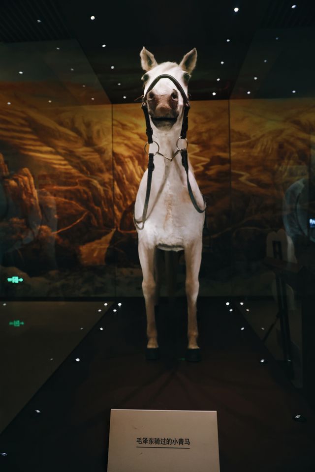 延安革命紀念館看毛主席騎過的小白馬。