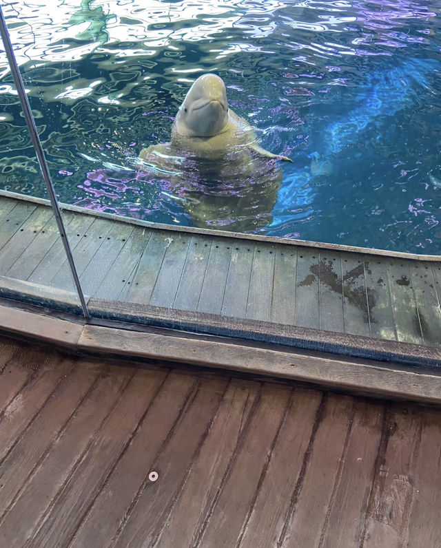 美國芝加哥｜謝德水族館。