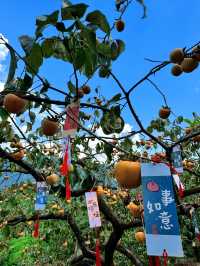 廣東賞秋採摘柿子逛稻田一日遊攻略。