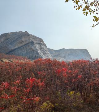 Wild Red Leaves and Alien Mines