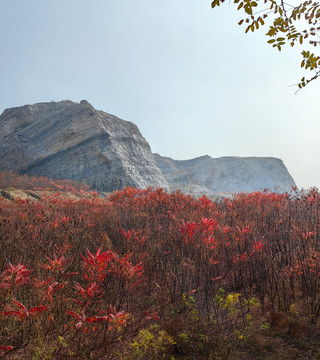 荒野紅葉，異星礦場。