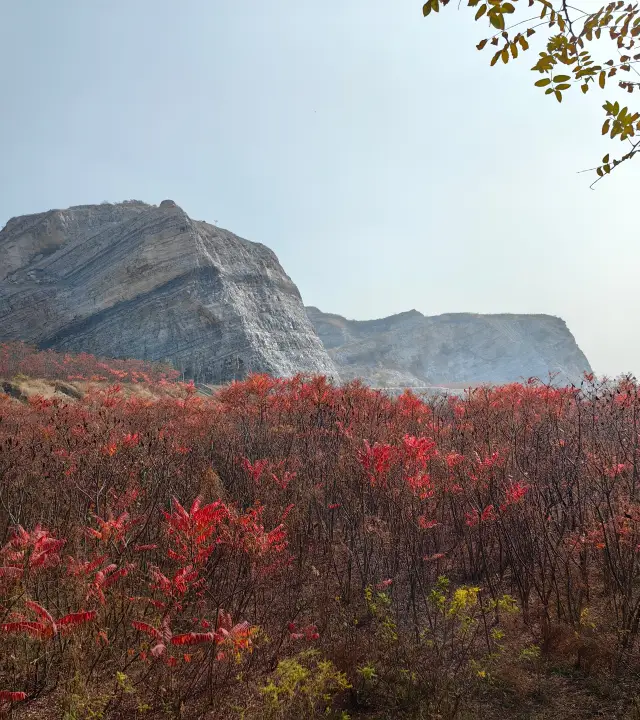 荒野紅葉，異星礦場。