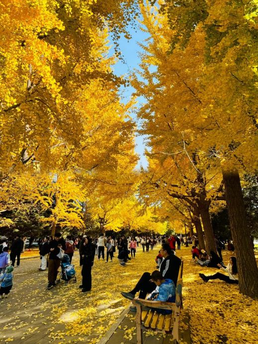 2026年 地壇公園の銀杏並木秋の風景おすすめ| Trip Moments