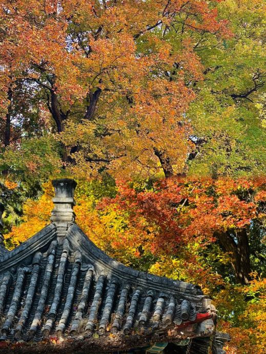 2026年 地壇公園の銀杏並木秋の風景おすすめ| Trip Moments