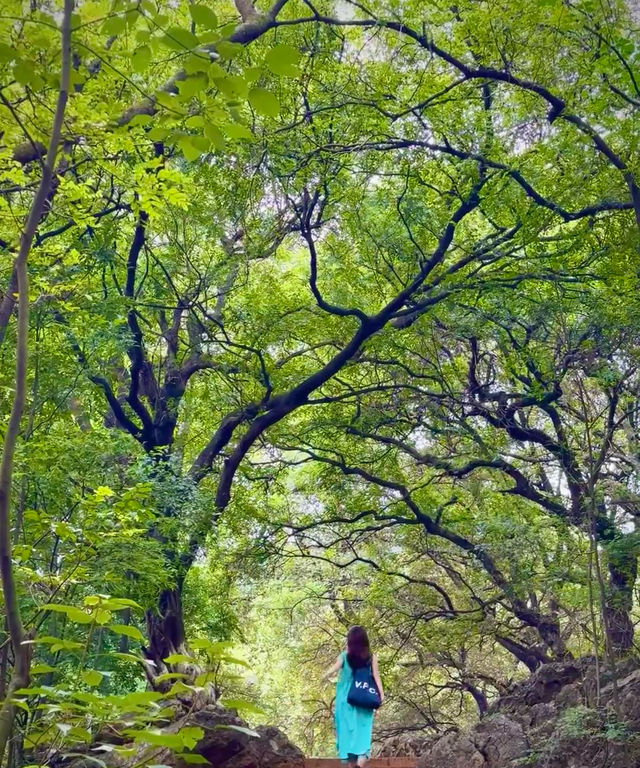 藏在玉溪的魔法森林，99% 的本地人都不知道。