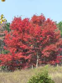 孝感｜大悟紅葉｜秋天的味道。