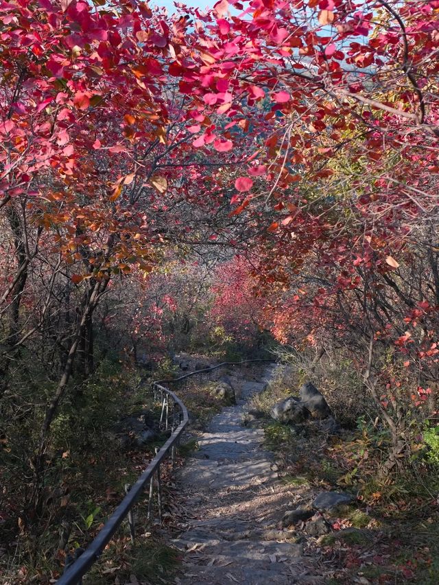 我發現了鄭州最小眾無人紅葉谷了。