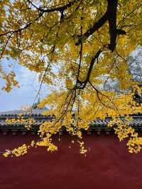 少林寺的千年古銀杏……。