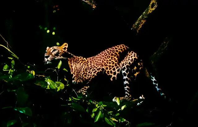 新加坡的夜晚：與野生動物共舞的時刻。