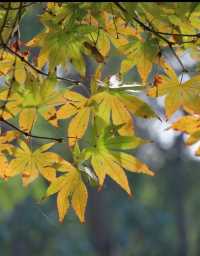 驚艷失語！湖州冬日水杉盡染紅色童話！