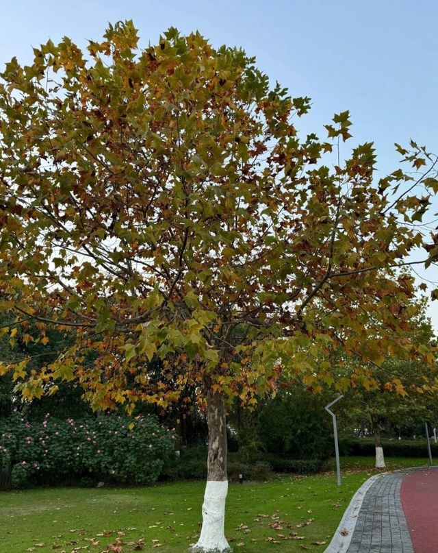 驚艷失語！湖州冬日水杉盡染紅色童話！